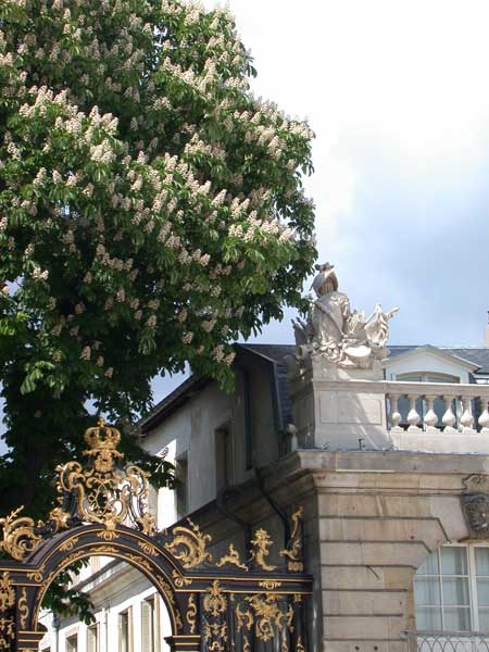 Marronnier dominant la fontaine de Neptune, place Stanislas à Nancy, colloque et voyage de juin 2005
(cl. D. Rabreau) Marronnier dominant la fontaine de Neptune, place Stanislas à Nancy, colloque et voyage de juin 2005
(cl. D. Rabreau)